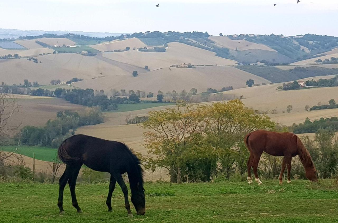 La Collina Dei Cavalieri Villa Belvedere Ostrense Luaran gambar